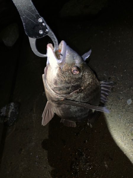 淀川の年無しキビレ