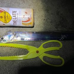 深夜０時からタチウオ釣りに行きました