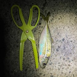 アジ狙いの釣り