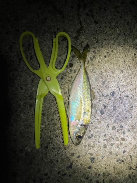 アジ狙いの釣り