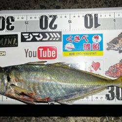 今シーズン初尺オーバーアジ🐟