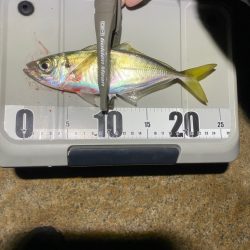 フロートアジングで数釣り