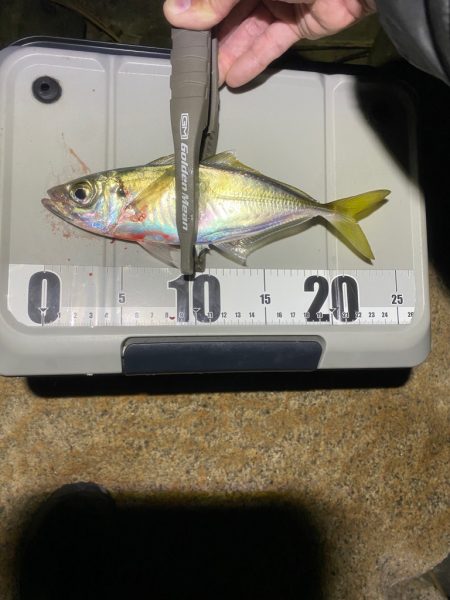 フロートアジングで数釣り