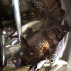 ライトゲーム手巻き寿司弁当