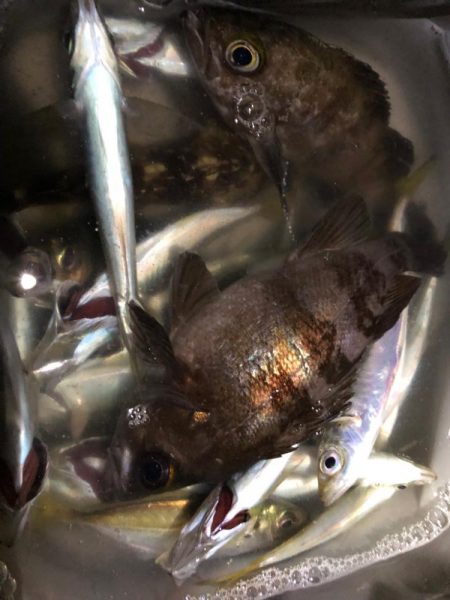 ライトゲーム手巻き寿司弁当