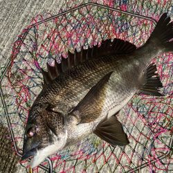 ヘチってきました