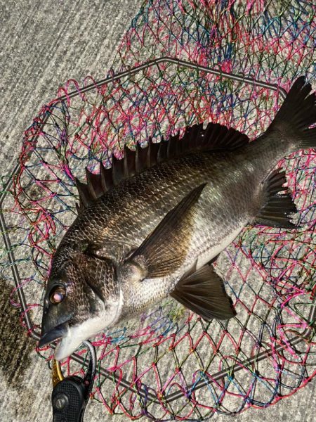 ヘチってきました