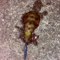 暖冬でも夜は寒いよ