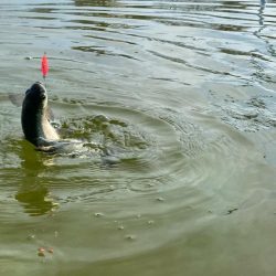 かめぷ　ニジマス