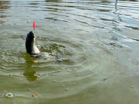 かめぷ　ニジマス