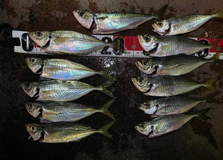 夕マズメ〜プチナイトアジング