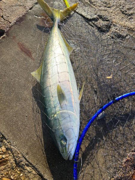 今年初のませ成功！