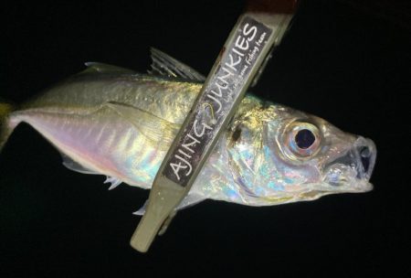 カスタムロッド試投・中アジ探し