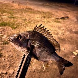 姫路ライトゲーム