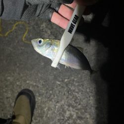 アジング難しい