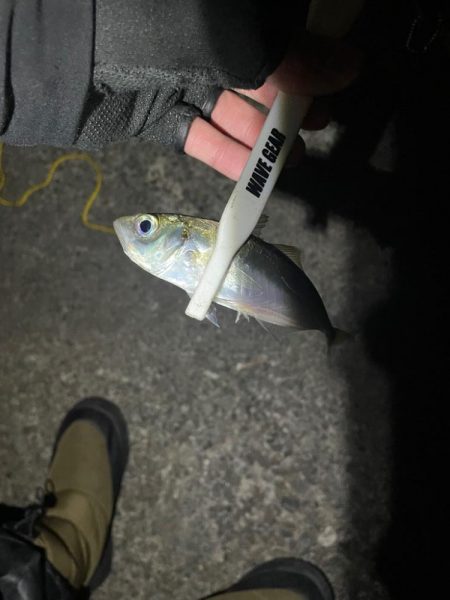 アジング難しい