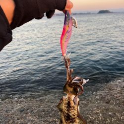 2023年最終釣行！アオリイカ