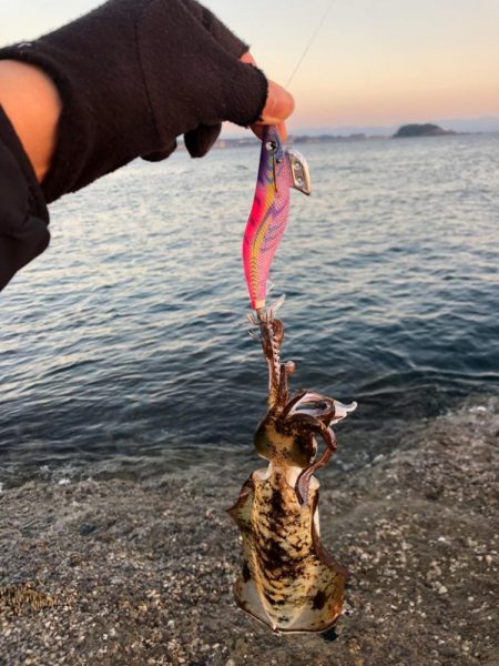 2023年最終釣行！アオリイカ