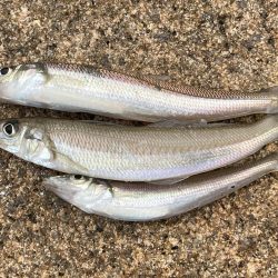 渋すぎて寒すぎる釣行 今日もキス狙い!