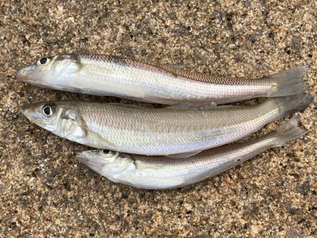 渋すぎて寒すぎる釣行 今日もキス狙い!