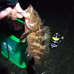 一投目からアコウがヒット!