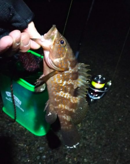 一投目からアコウがヒット！