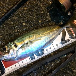 中アジ再度確認