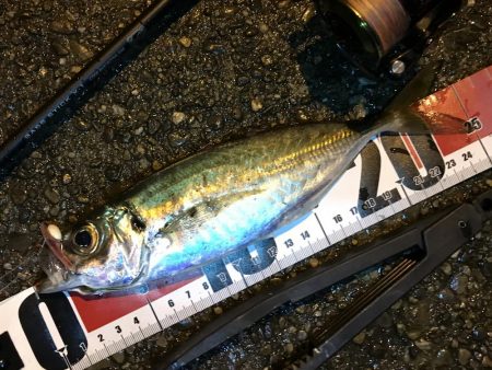 中アジ再度確認