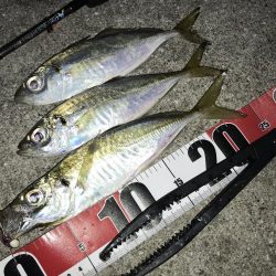 中アジポイントで中アジ