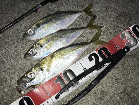 中アジポイントで中アジ