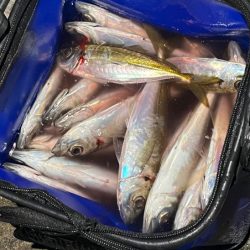 良型は釣れないが豆アジなら無限モードです!