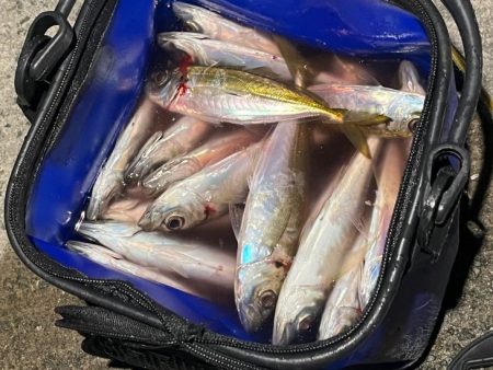 良型は釣れないが豆アジなら無限モードです!