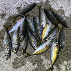 豆アジすら激渋！隣で良型アジがポツポツ