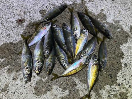 豆アジすら激渋！隣で良型アジがポツポツ