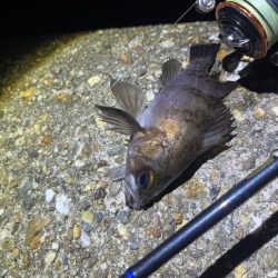 二見メバリング激渋!