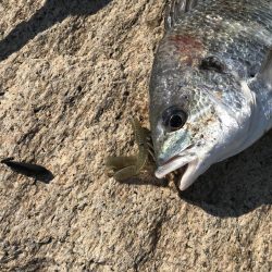 冬チニング　淀川でゲット