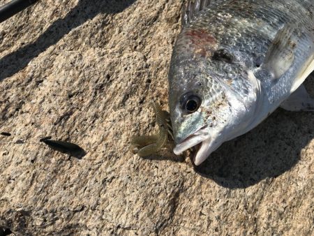 冬チニング　淀川でゲット