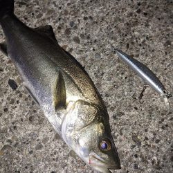 シーバス・ガシラ釣り