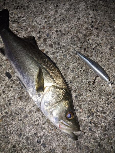 シーバス・ガシラ釣り