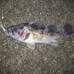 ロックフィッシュ釣り
