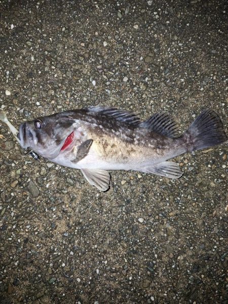 ロックフィッシュ釣り