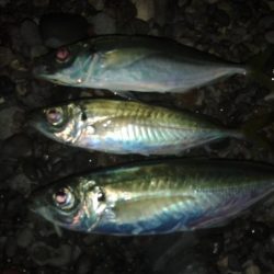 いつものフロートゲーム～