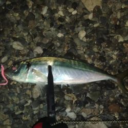 (尺アジ)フロートゲーム～