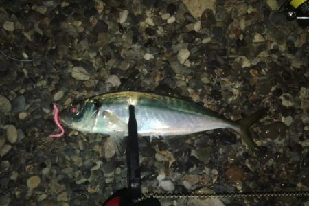 (尺アジ)フロートゲーム～