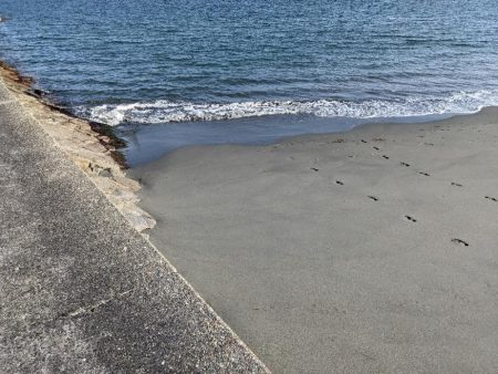 今年最初で最後の良型