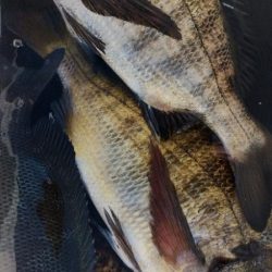 大阪フカセ釣り