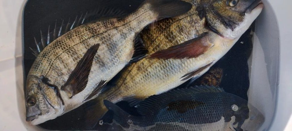 大阪フカセ釣り