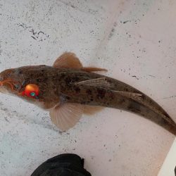 伊島近海鯛ラバ