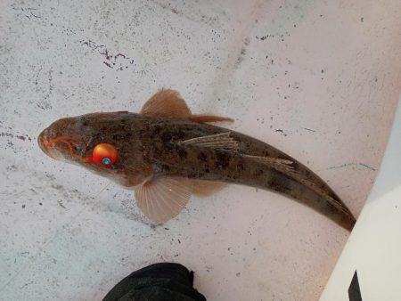 伊島近海鯛ラバ