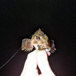 釣り納めに行ってきました。